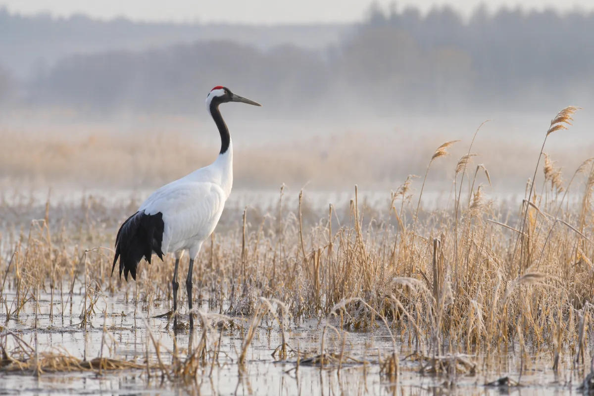 A red-crowned crane standing among pale reeds