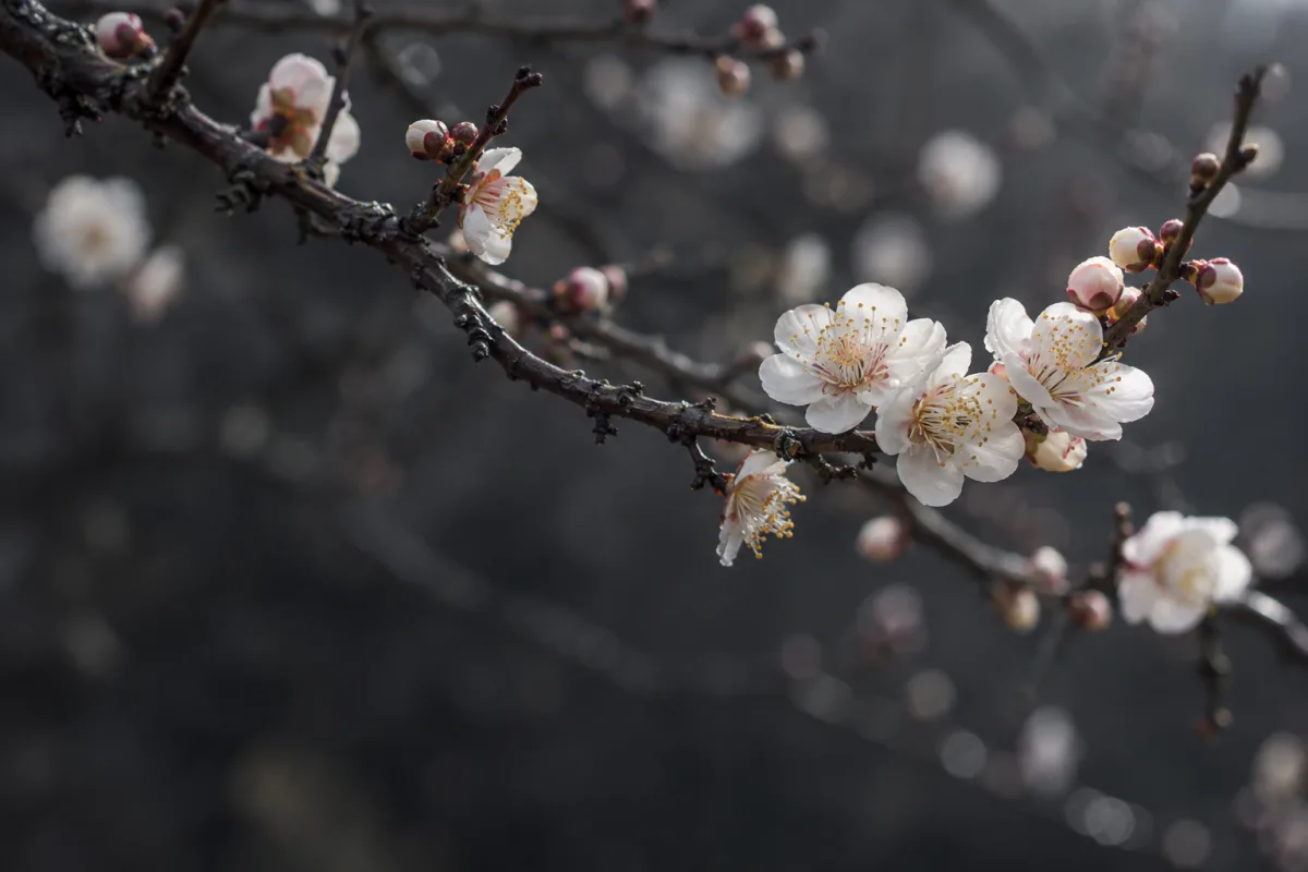White plum blossoms and buds on a dark winter branch
